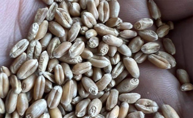 منظمة الأغذية: إجراءات رئيس الوزراء أثرت إيجاباً على إنتاج الحنطة بالعراق