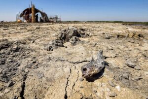 عراقيون يستغيثون بسبب ازمة المياه: بلدنا يموت عطشاً