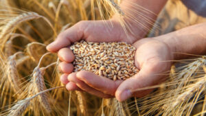 العراق يزيد رقعة زراعة القمح لنحو مليون فدان لتقليل الاستيراد
