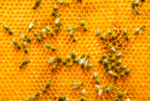 دراسة: عسل النحل يدمر أغشية الخلايا السرطانية في 60 دقيقة