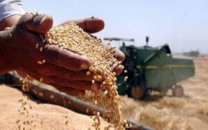 الزراعة تطلق المتسحقات المالية لمسوقي الرتب العليا لمحصول الحنطة