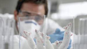 علماء يطورون جنين فأر بقلب ودماغ ينبضان