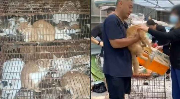 الشرطة الصينية تنقذ 150 قطة منزلية من مائدة عشاء