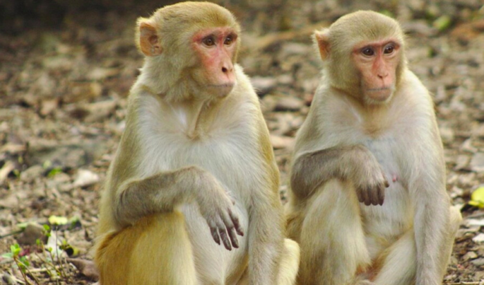 دراسة تحذر من فيروسات في القرود يمكنها إصابة البشر