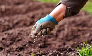 السماد المسرطن.. منتوج متوقع لثقافة العمولات والفساد.. ومصنع البصرة “وهمي”!