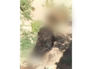 مكافحة إجرام قلعة سكر تكشف جريمة غامضة جداً حصلت في فترة الزيارة الاربعينية