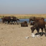 الجفاف يدفع رعاة الماشية في العراق الى هجرة مناطقهم نحو بناء العشوائيات حول المدن