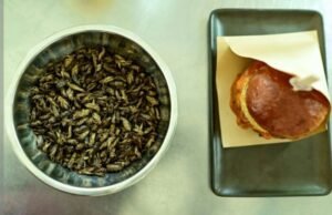 قطر تحظر الأغذية التي تحتوي على مكونات منتجات الحشرات