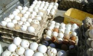 البيض الفاسد في العراق.. تجارة مريبة وخزن خارج الضوابط وتدوير التالف بدلا من التخلص منه