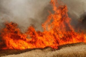 الحشد الشعبي يعتقل شخصين أقدما على حرق محاصيل زراعية في كركوك