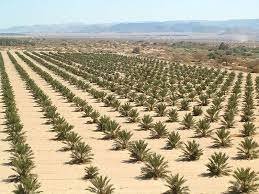 سياسات غائبة تخرج العراق من صدارة تصدير التمور رغم الثروة الضخمة