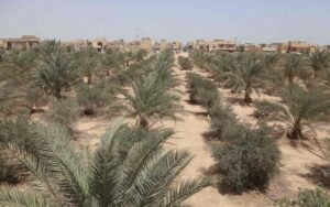 العراق يفقد   400 ألف دونم من الأراضي الزراعية سنوياً بسبب التغيرات المناخية