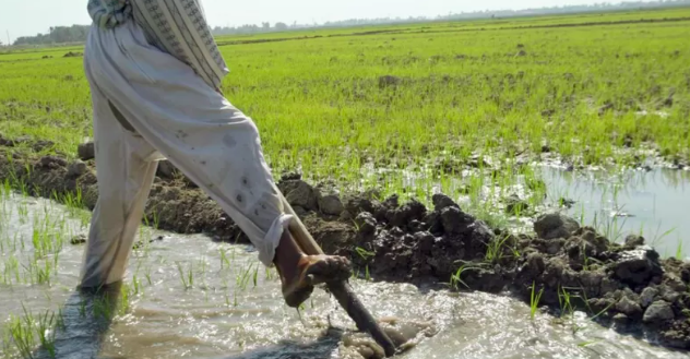 العنبر العراقي ضحية الجفاف والتغير المناخي والمزارعون يعزفون عن زراعته