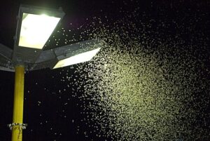 علماء يكتشفون سبب انجذاب الحشرات للأضواء الساطعة