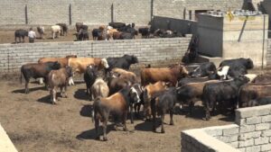عصابات الدرون تسرق الماشية من مزارع الريف البغدادي