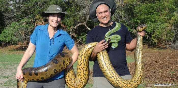 عالم هولندي يكتشف أكبر ثعبان في العالم بغابات الأمازون