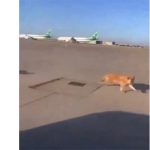 النقل بشأن فيديو تجول الكلاب في مدرج مطار بغداد: قديم ويعود لـ 2022
