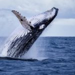 العلماء يتمكنون من اجراء أول محادثة مع الحيتان