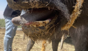  العراق: صمود غذائي وسط عاصفة الجوع العالمي