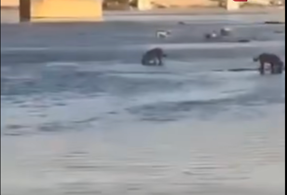 كلاب سائبة تبحث عن الطعام وسط دجلة كدليل حي على الجفاف