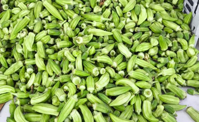 العراق ثامن دول العالم بإنتاج البامية