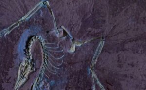 نهاية مأساوية لديناصورين قبل 150 مليون عام