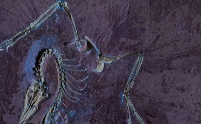 نهاية مأساوية لديناصورين قبل 150 مليون عام