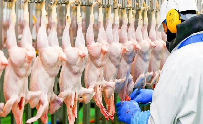 العراق تاسع أكبر دولة استيراداً للدجاج البرازيلي