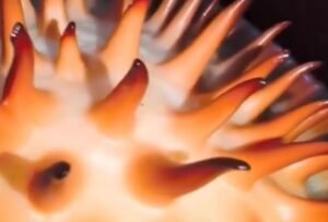 العثور على “زهرة الأشباح” بعد 13 عاما من البحث