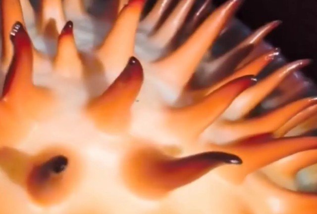 العثور على “زهرة الأشباح” بعد 13 عاما من البحث