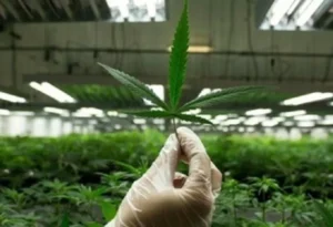 ترامب يعلن تصنيف الماريجوانا كمادة مخدرة أقل خطورة