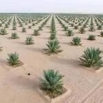 الزراعة تعلن توقف مشاريع مكافحة التصحر وتثبيت الكثبان الرملية بسبب الازمة المالية