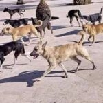 الكلاب السائبة تهدد حياة الأطفال وتحوّل الشوارع إلى ساحات رعب