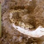 اكتشاف آثار أسلاف بشرية مجهولة